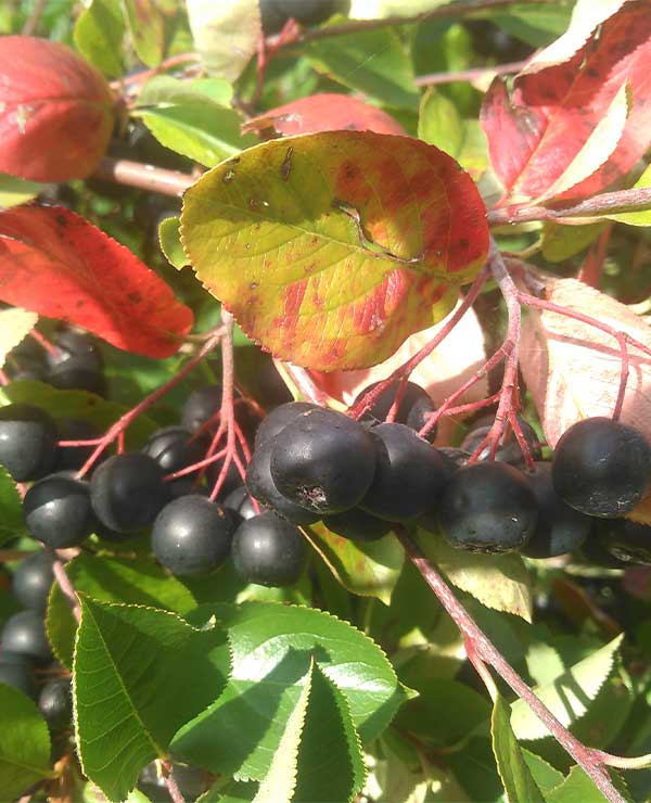 Aroniabeeren am Strauch auf der Plantage