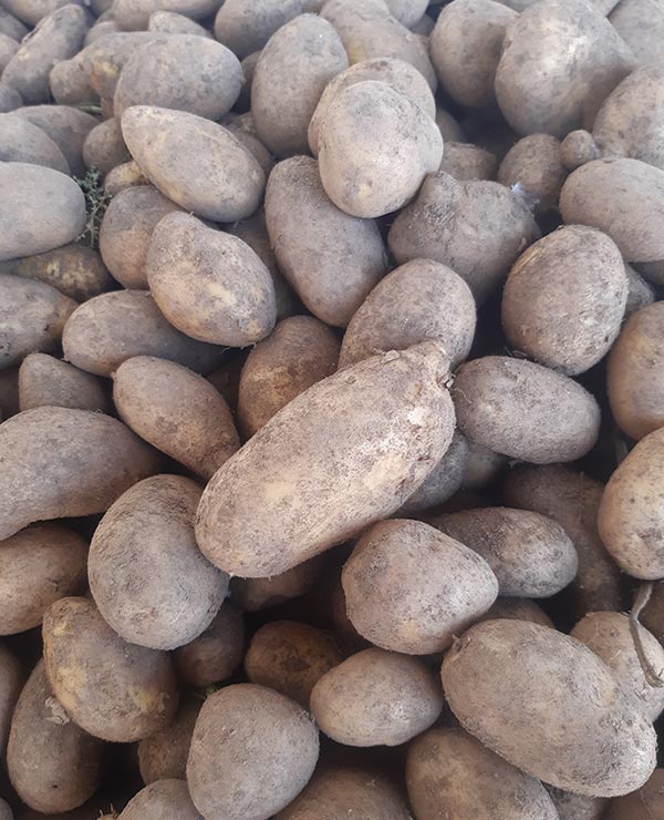 Ditta-Kartoffeln